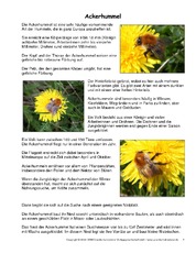 Ackerhummel-Steckbrief.pdf